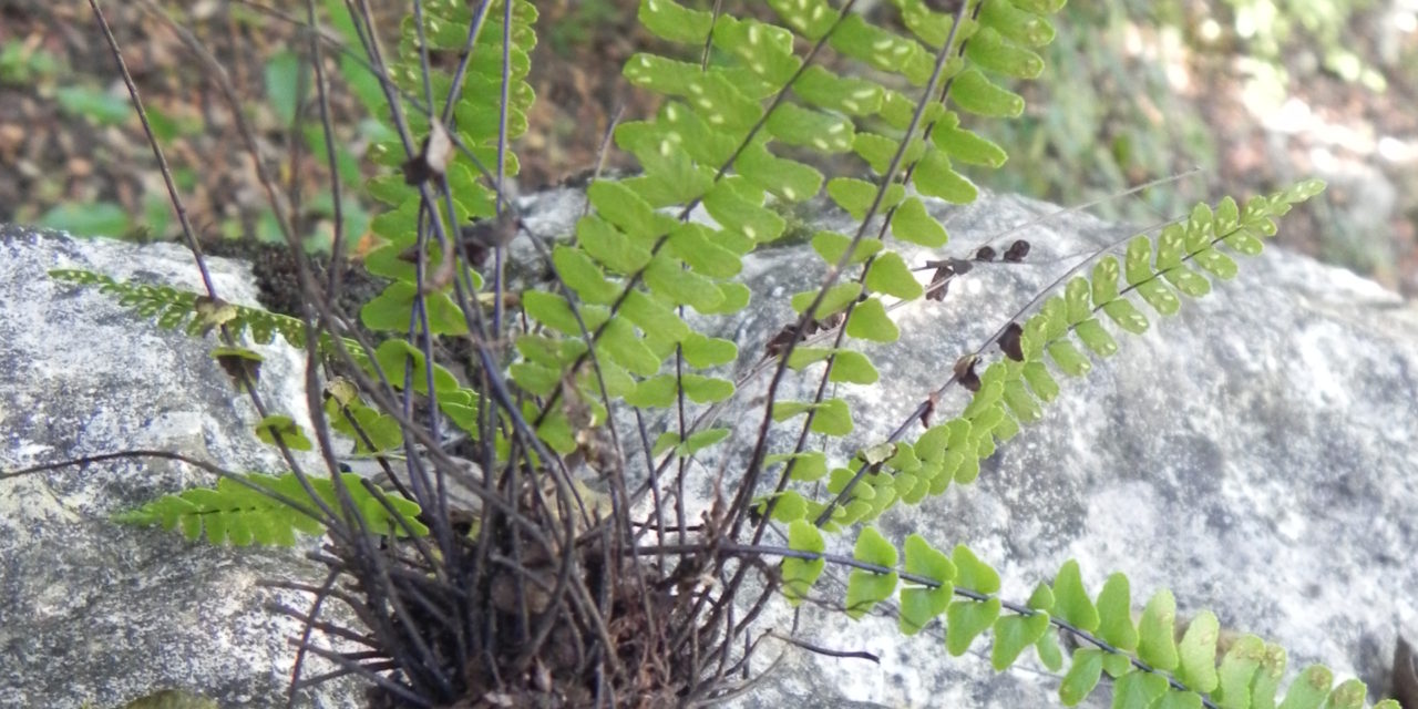 Asplenium resiliens