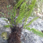 Asplenium resiliens