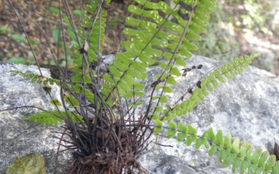 Asplenium resiliens