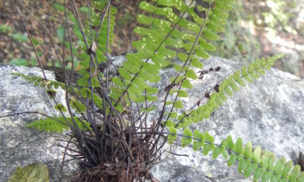 Asplenium resiliens