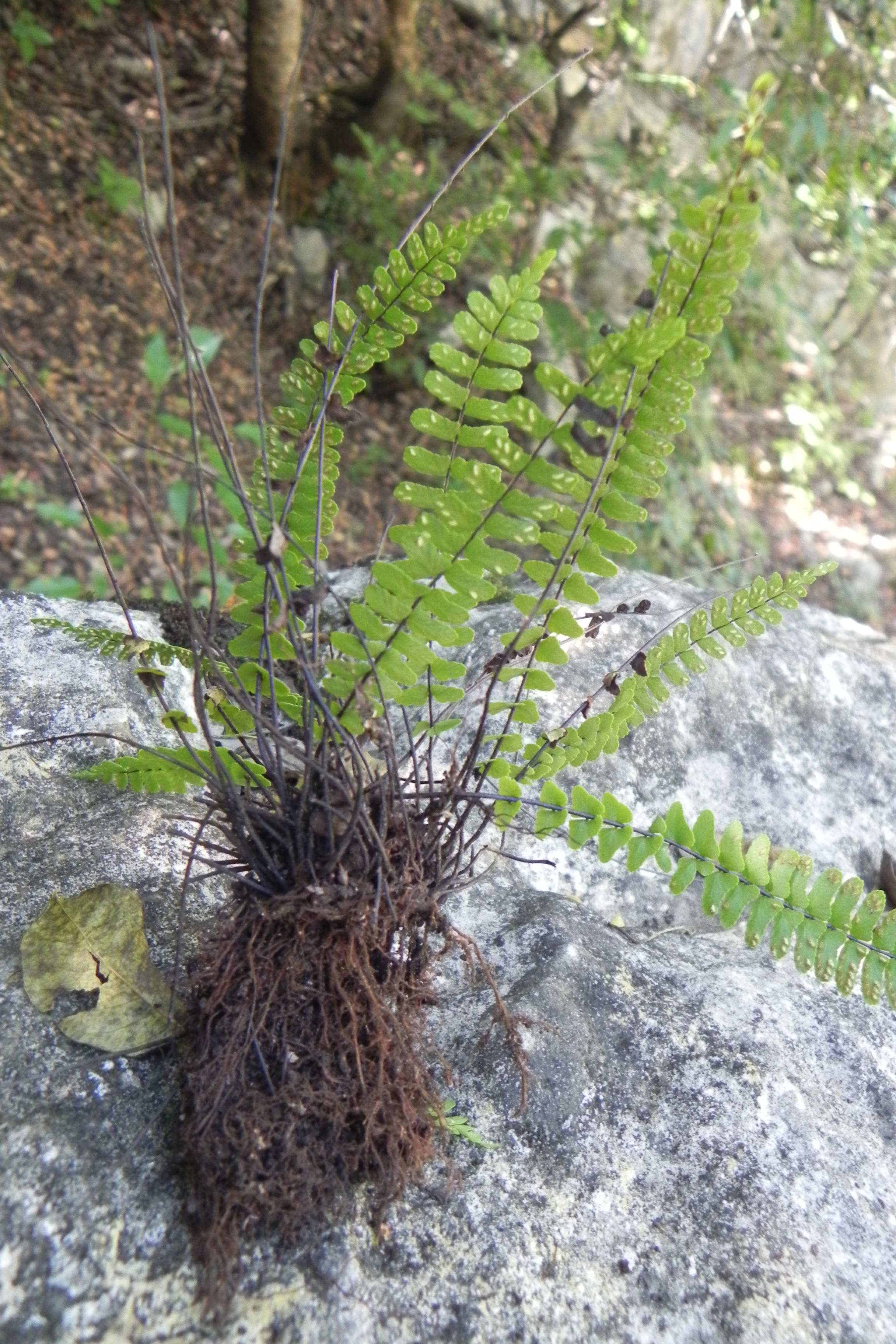 Asplenium resiliens