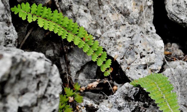 Astrolepis sinuata