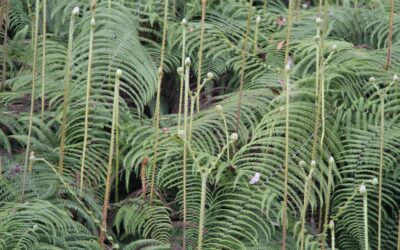 Diplopterygium bancroftii