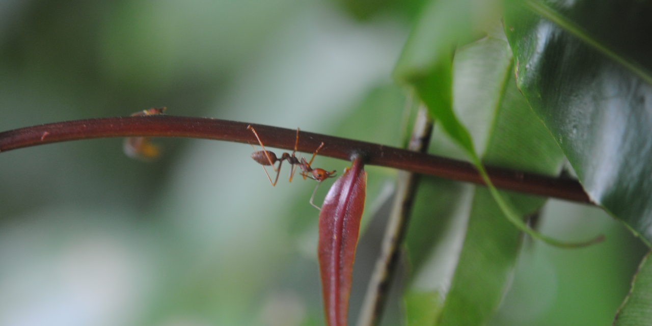 Stenochlaena palustris