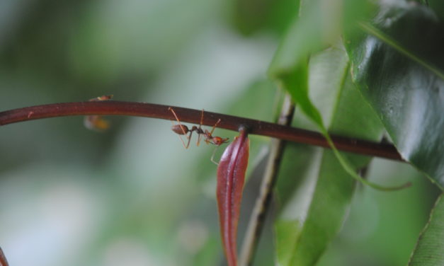 Stenochlaena palustris