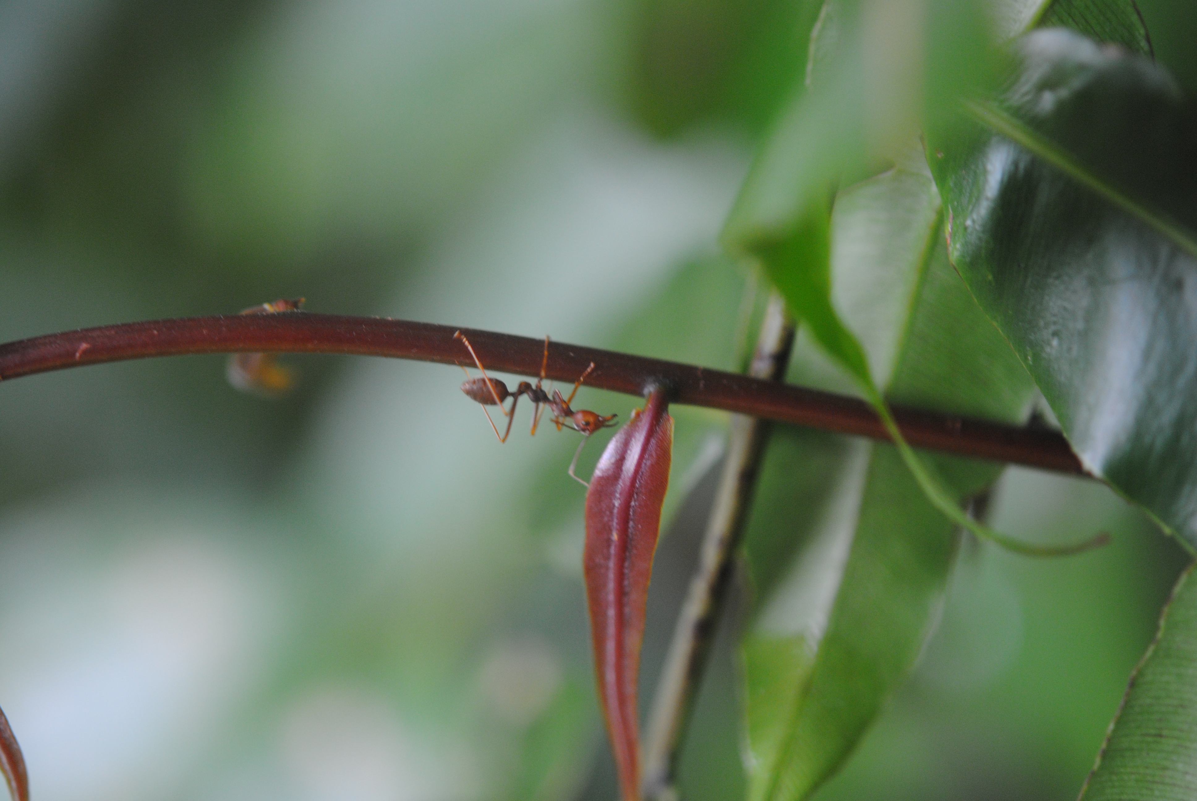 Stenochlaena palustris