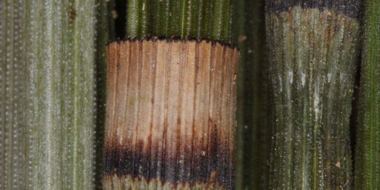 Equisetum myriochaetum