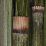 Equisetum myriochaetum