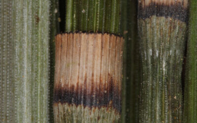 Equisetum myriochaetum