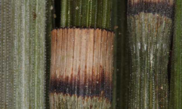 Equisetum myriochaetum