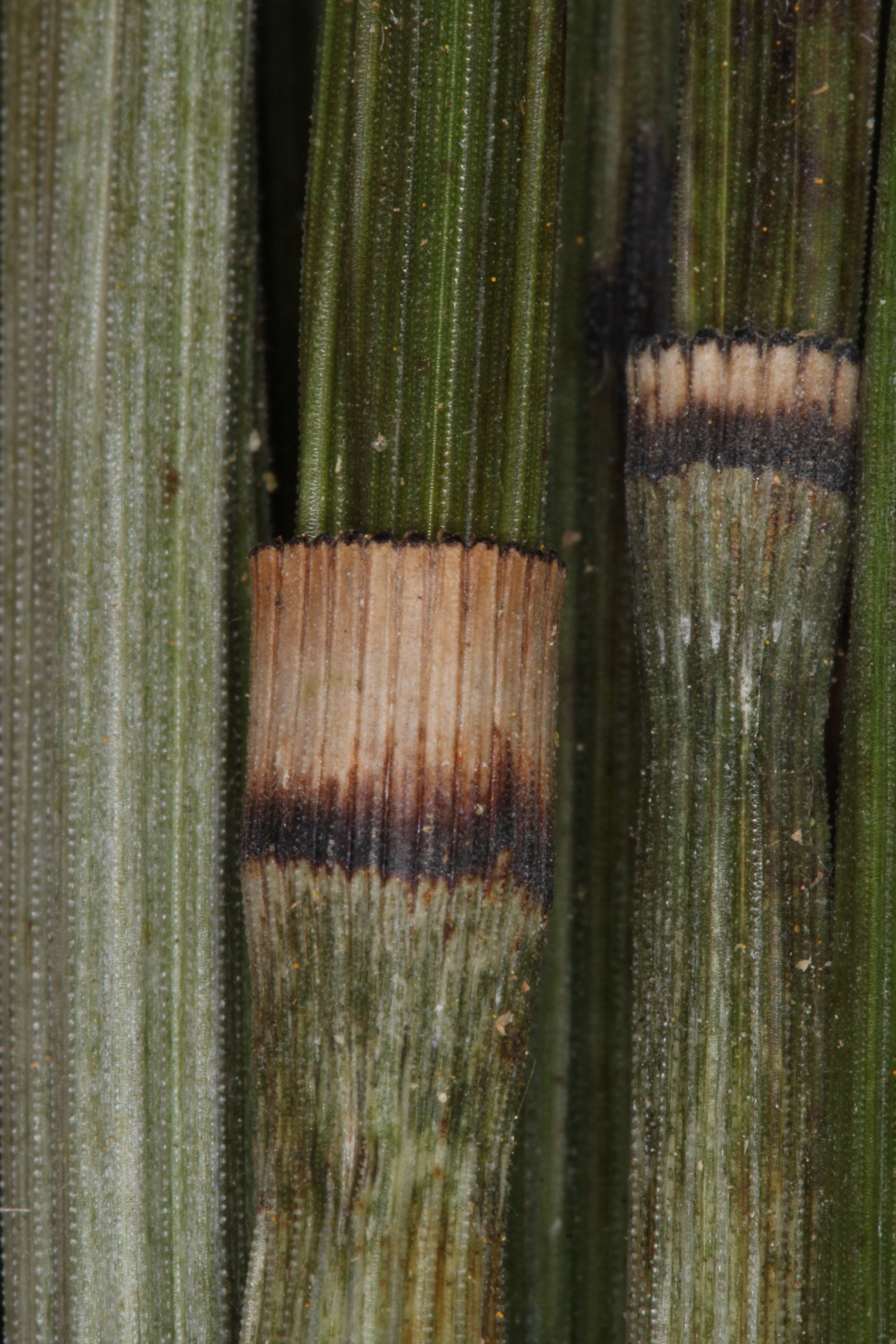 Equisetum myriochaetum