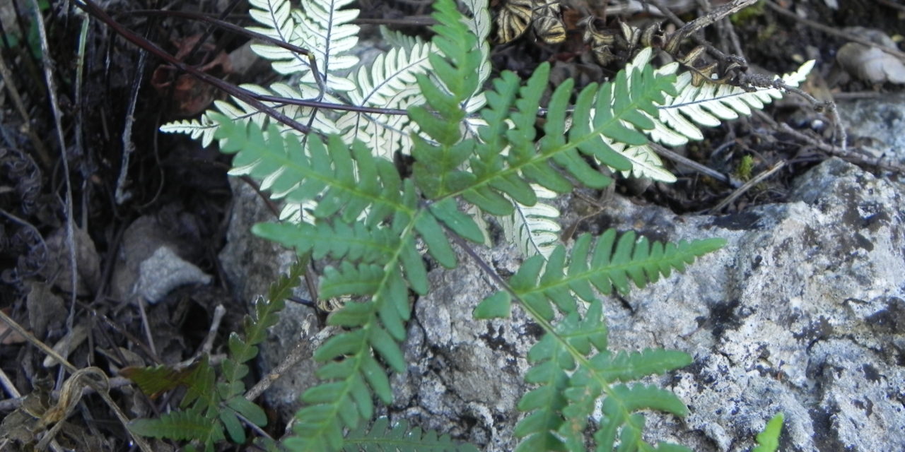 Notholaena sulphurea