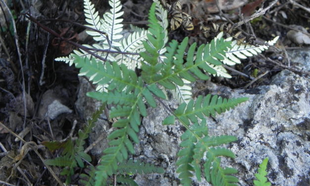 Notholaena sulphurea