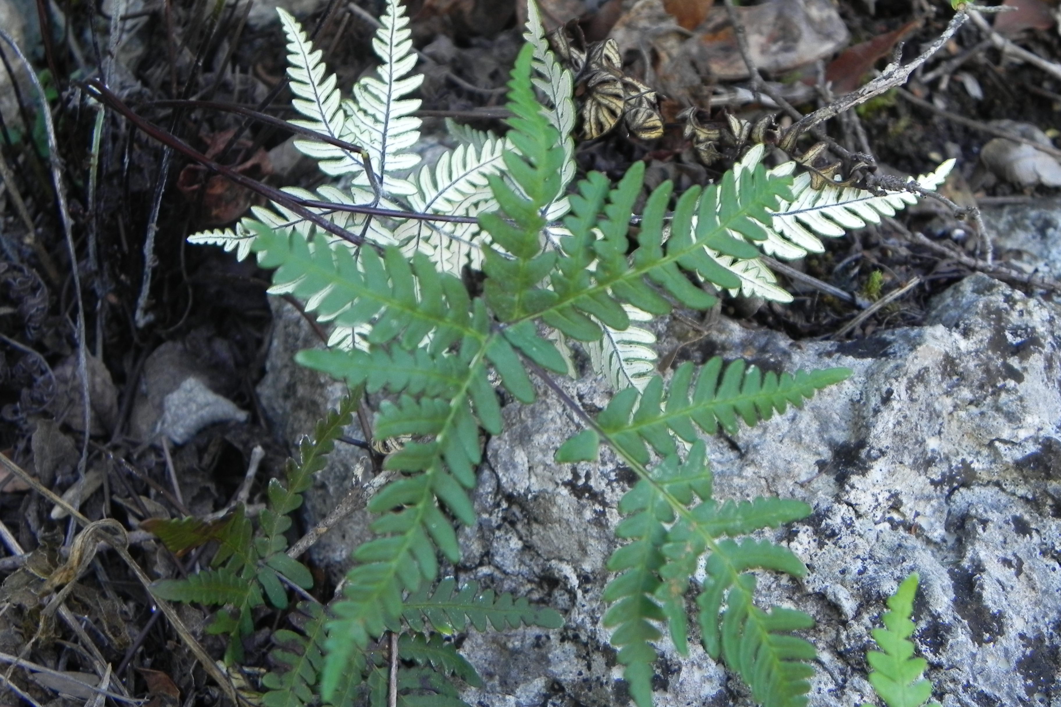 Notholaena sulphurea