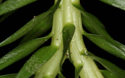 Phlegmariurus taxifolius