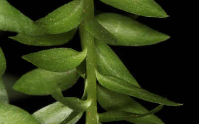 Phlegmariurus myrsinites