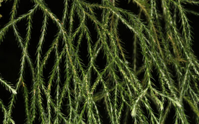 Phlegmariurus pringlei