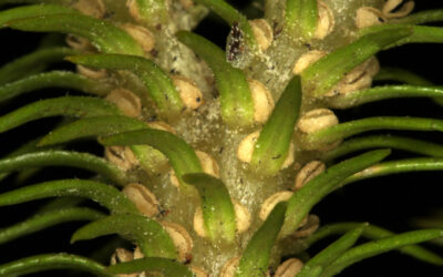 Phlegmariurus reflexus