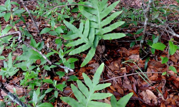 Phlebodium areolatum