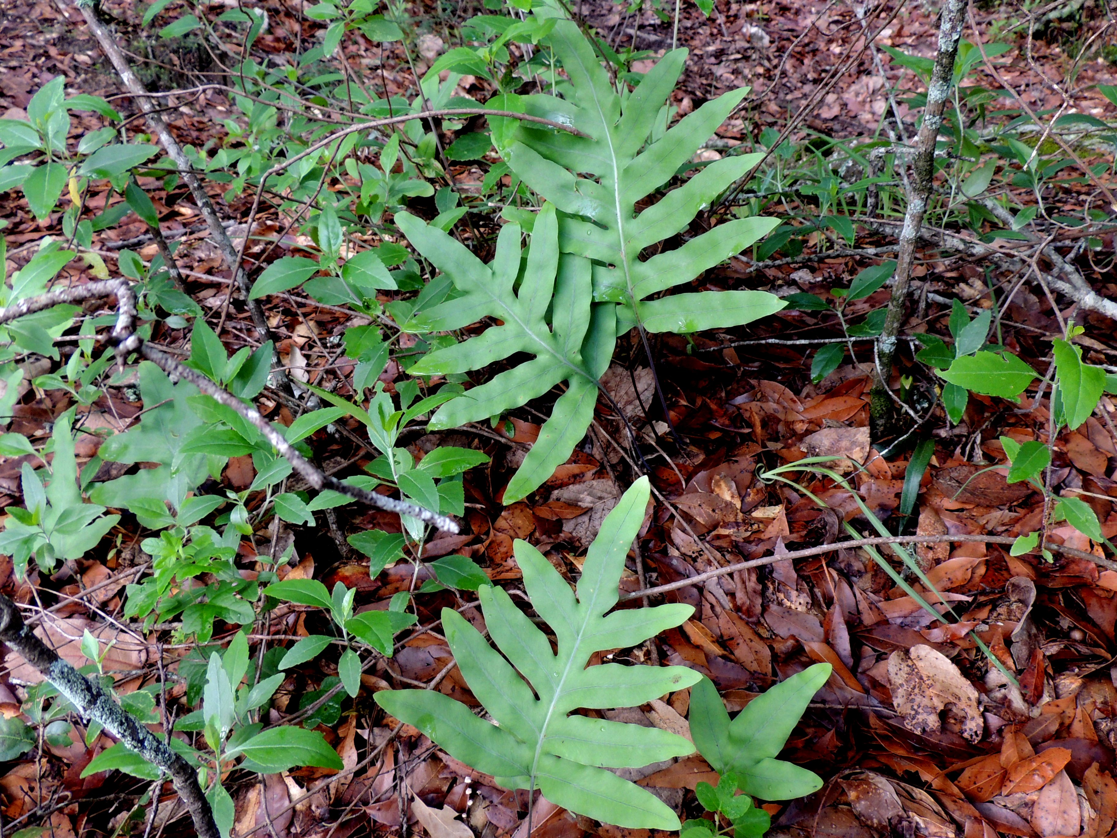 Phlebodium areolatum