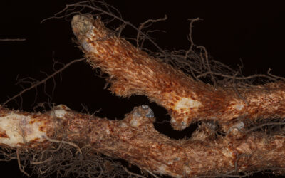 Phlebodium pseudoaureum