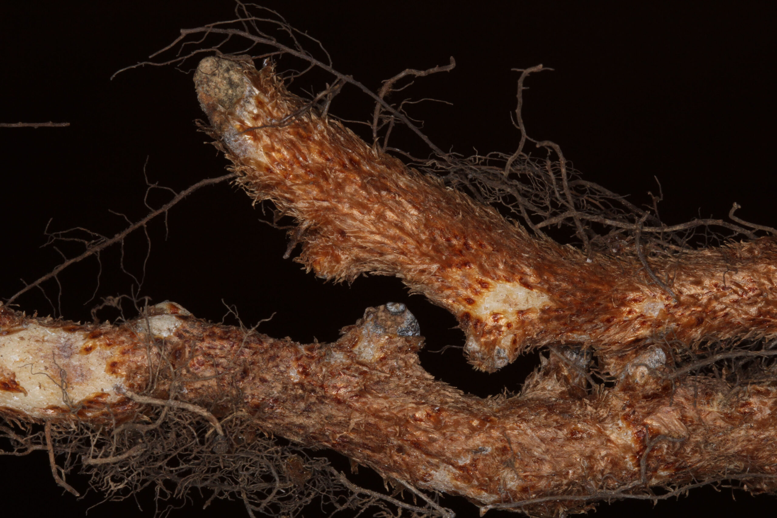 Polypodiaceae – phyllopodia and wax