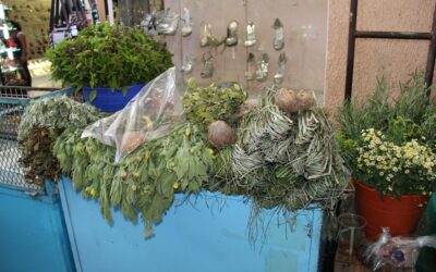 Selaginella lepidophylla