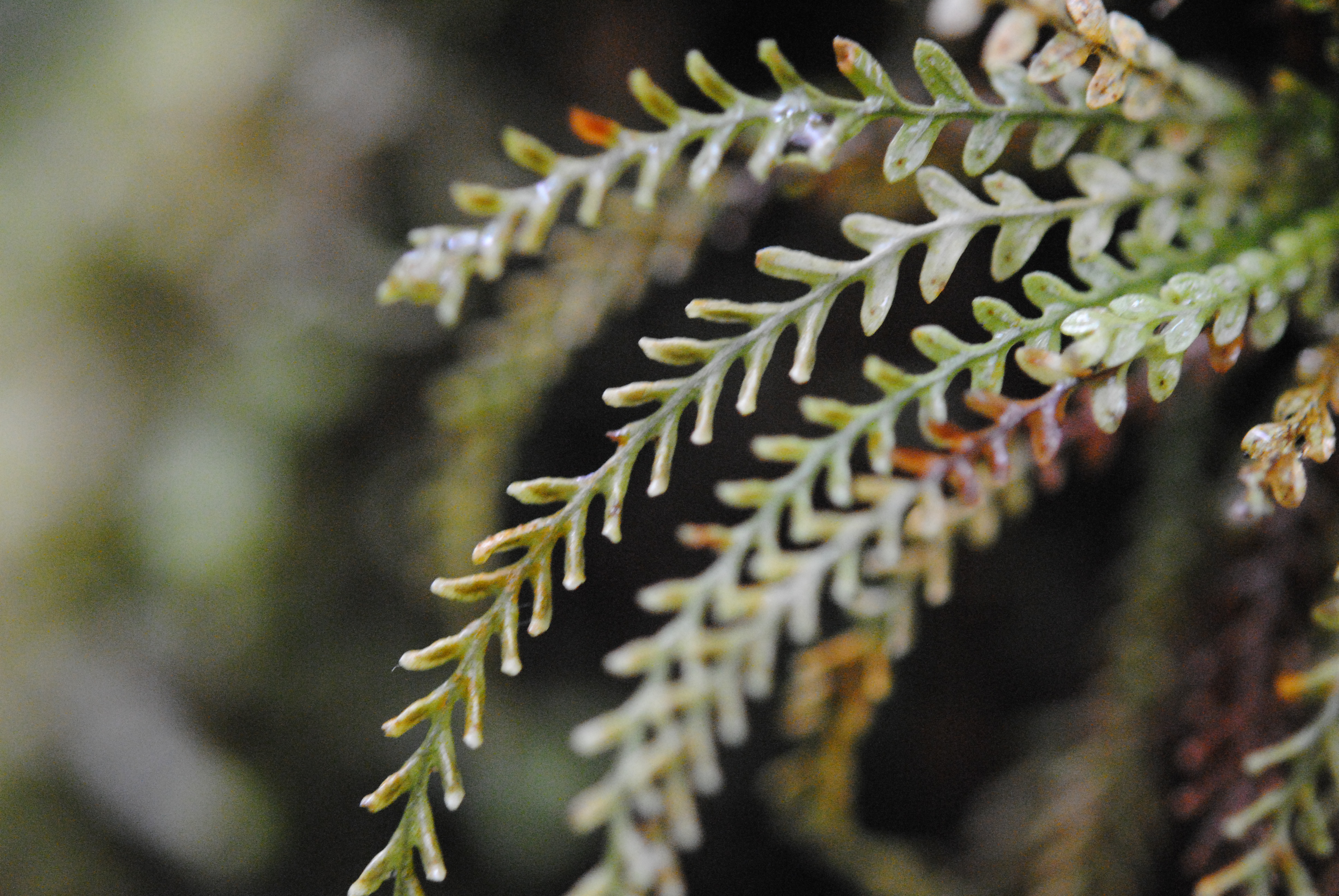 Calymmodon pallidiverens