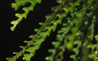 Calymmodon borneensis