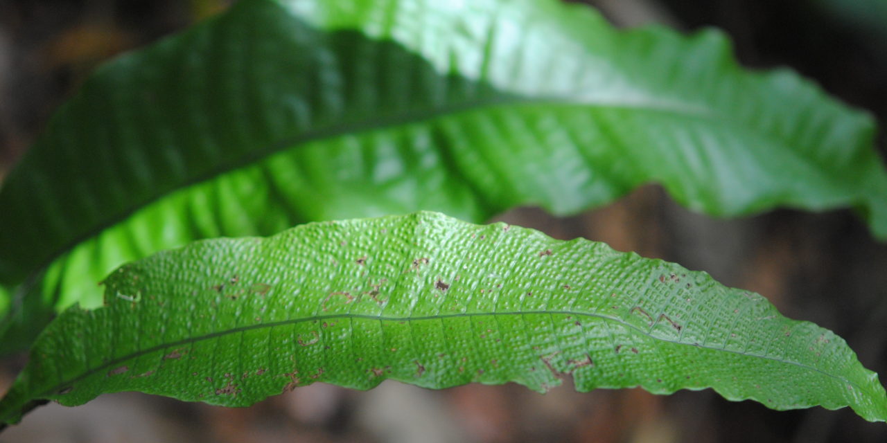 Tectaria singaporeana