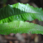 Tectaria singaporeana
