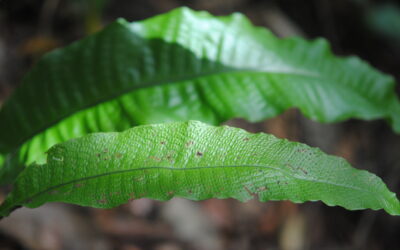 Tectaria singaporeana