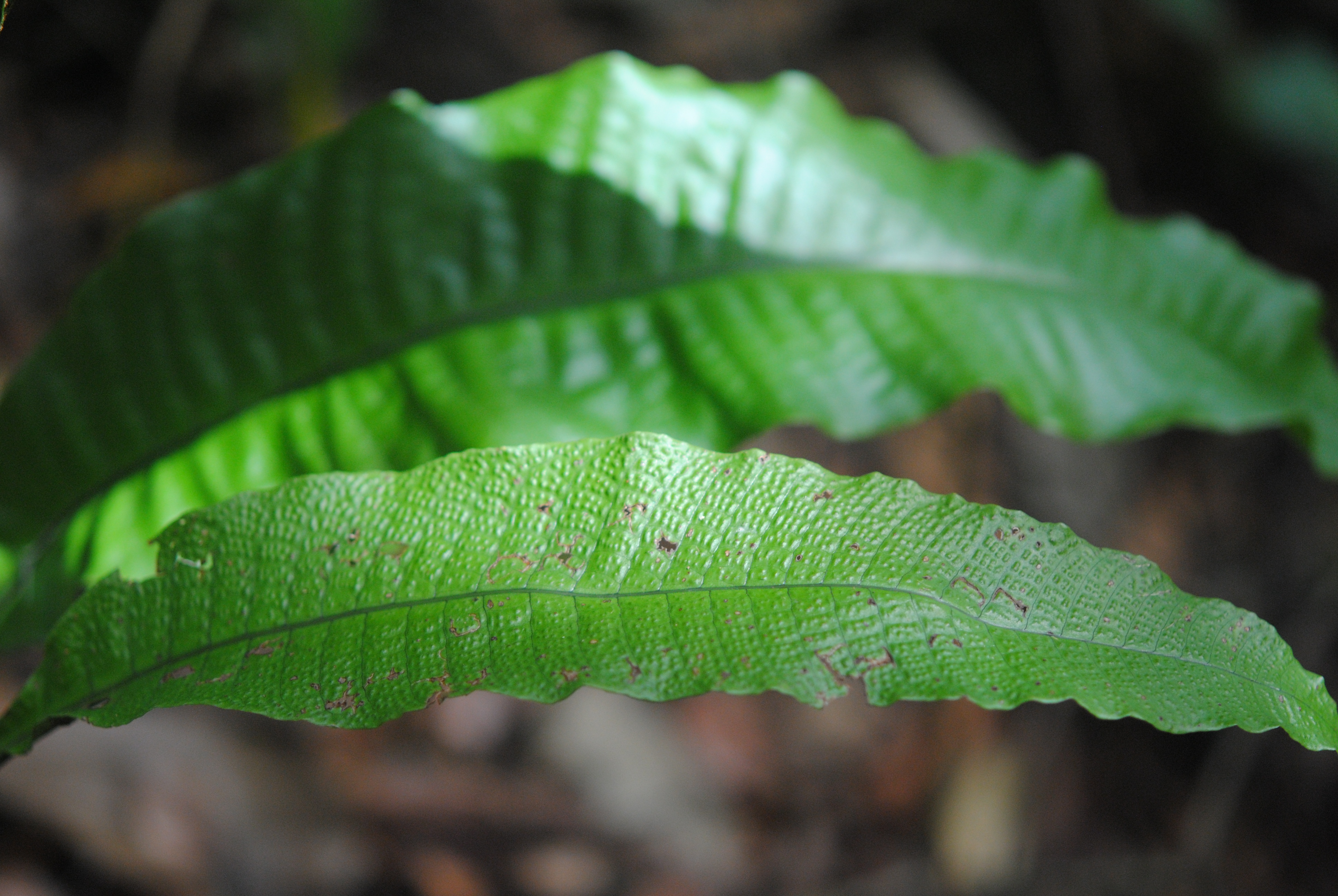 Tectaria singaporeana