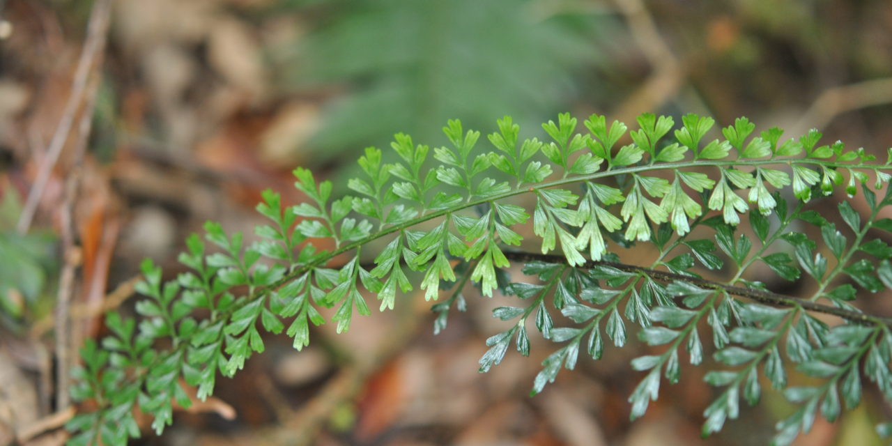 Asplenium elmeri