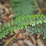 Asplenium elmeri