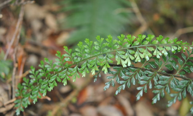 Asplenium elmeri