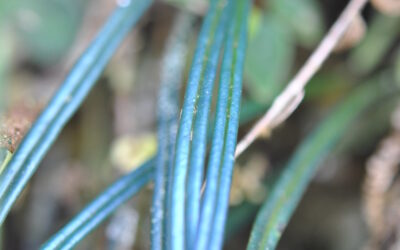 Elaphoglossum glabellum