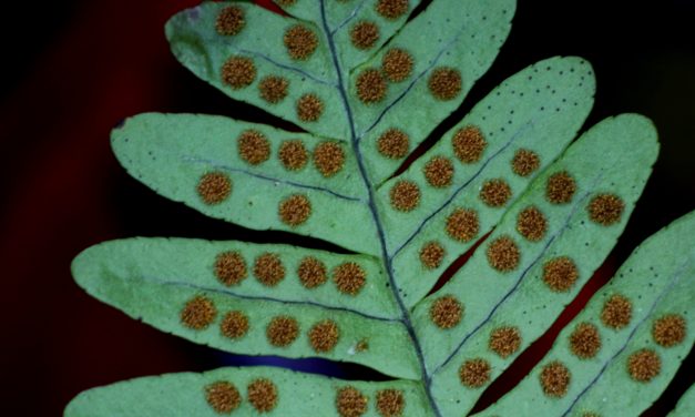 Polypodium appalachianum