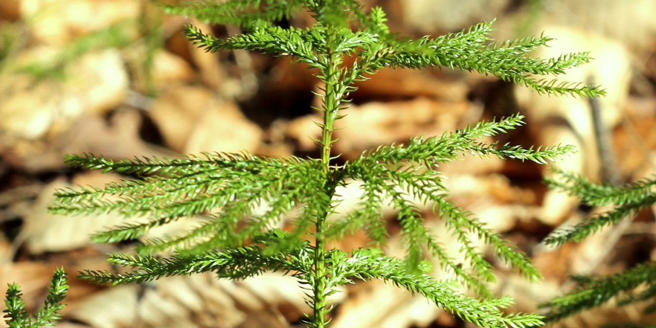 Dendrolycopodium dendroideum