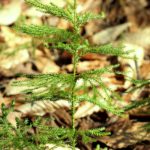 Dendrolycopodium dendroideum