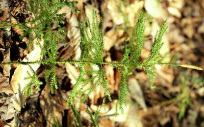 Dendrolycopodium dendroideum