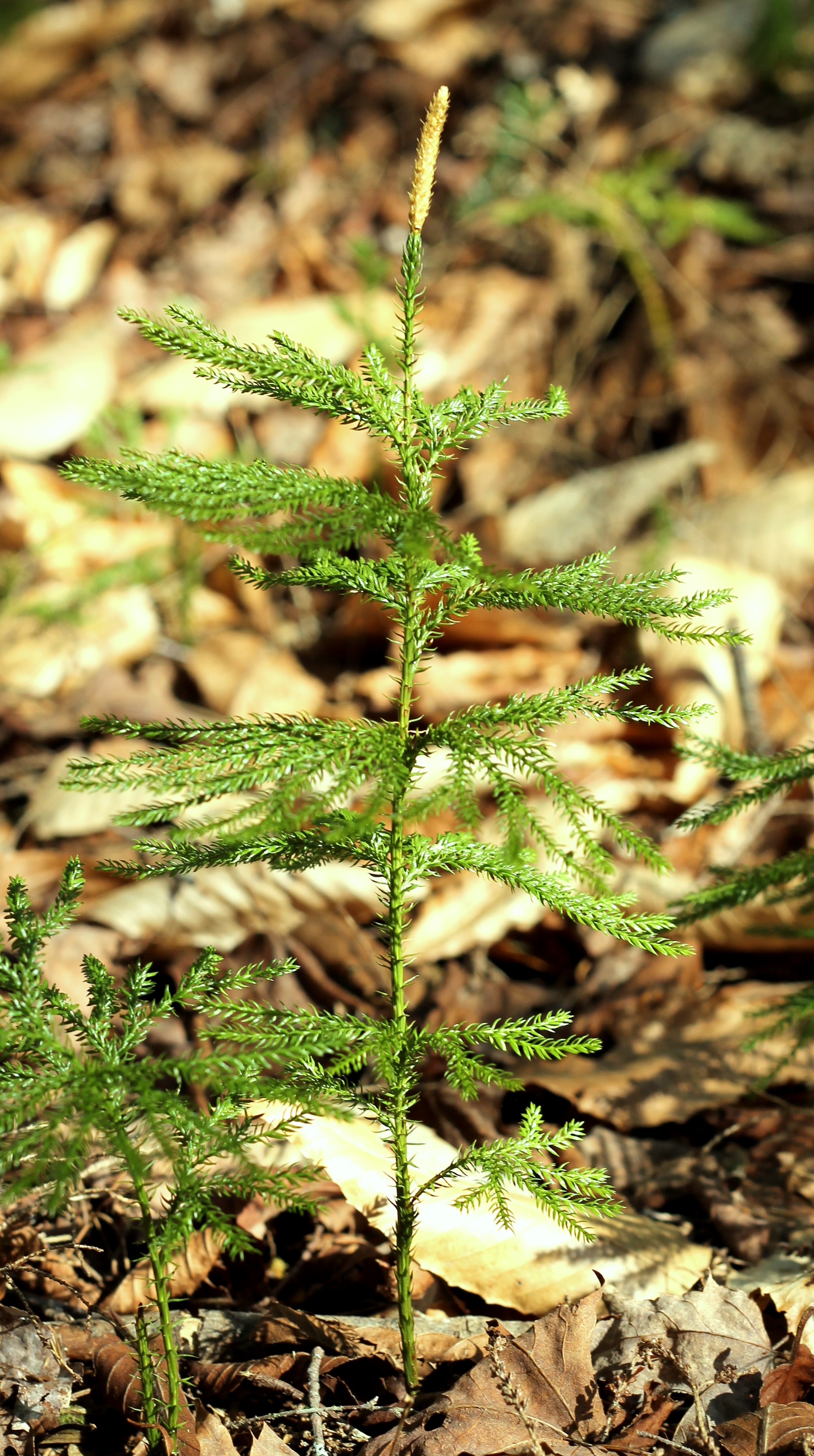 Dendrolycopodium dendroideum