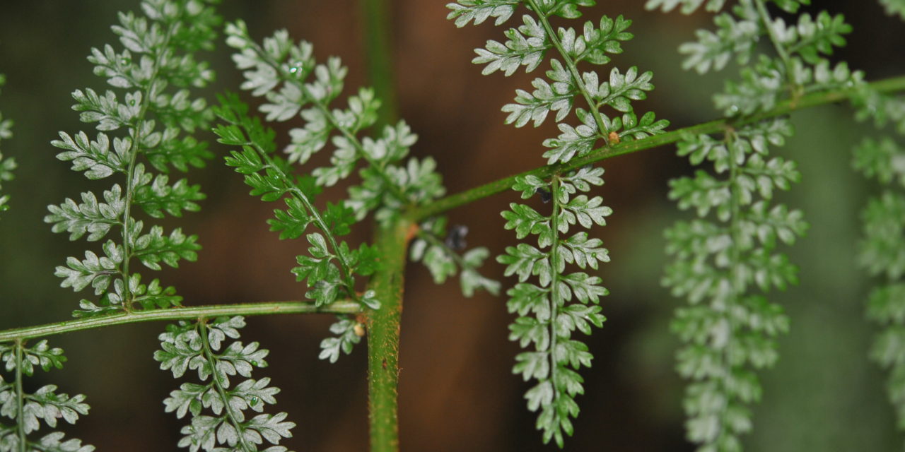 Monachosorum subdigitatum