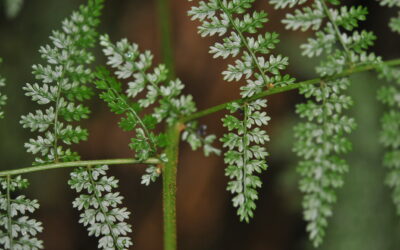 Monachosorum subdigitatum