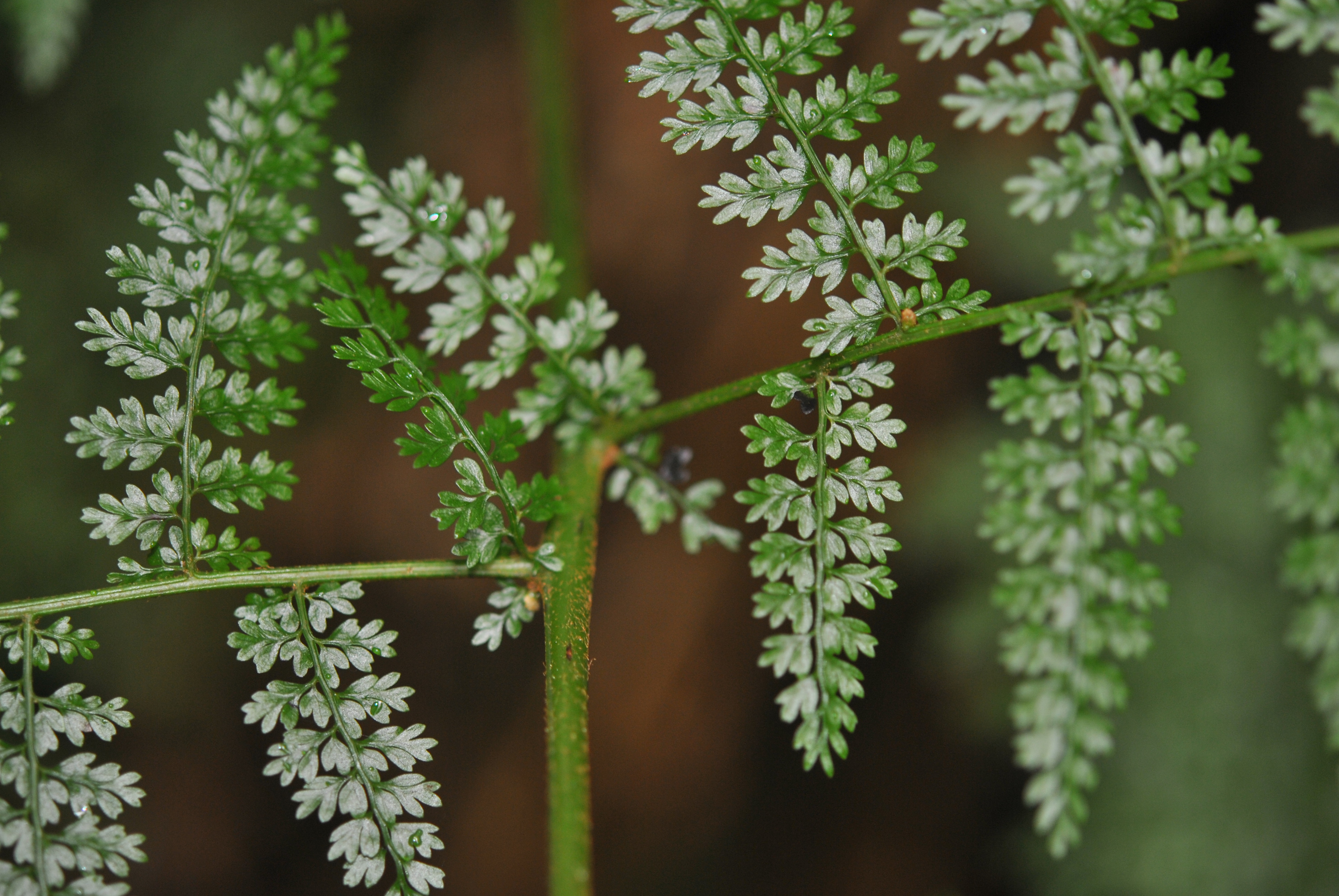 Monachosorum subdigitatum