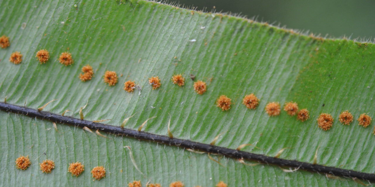 Oleandra sibbaldii