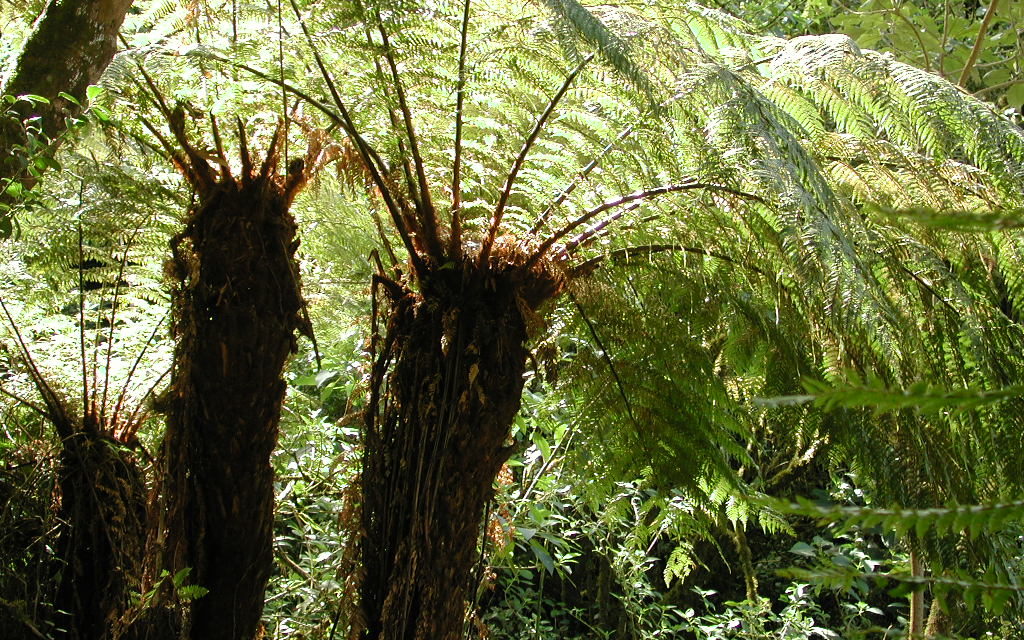 Dicksonia sellowiana