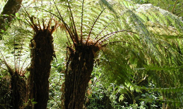 Dicksonia sellowiana