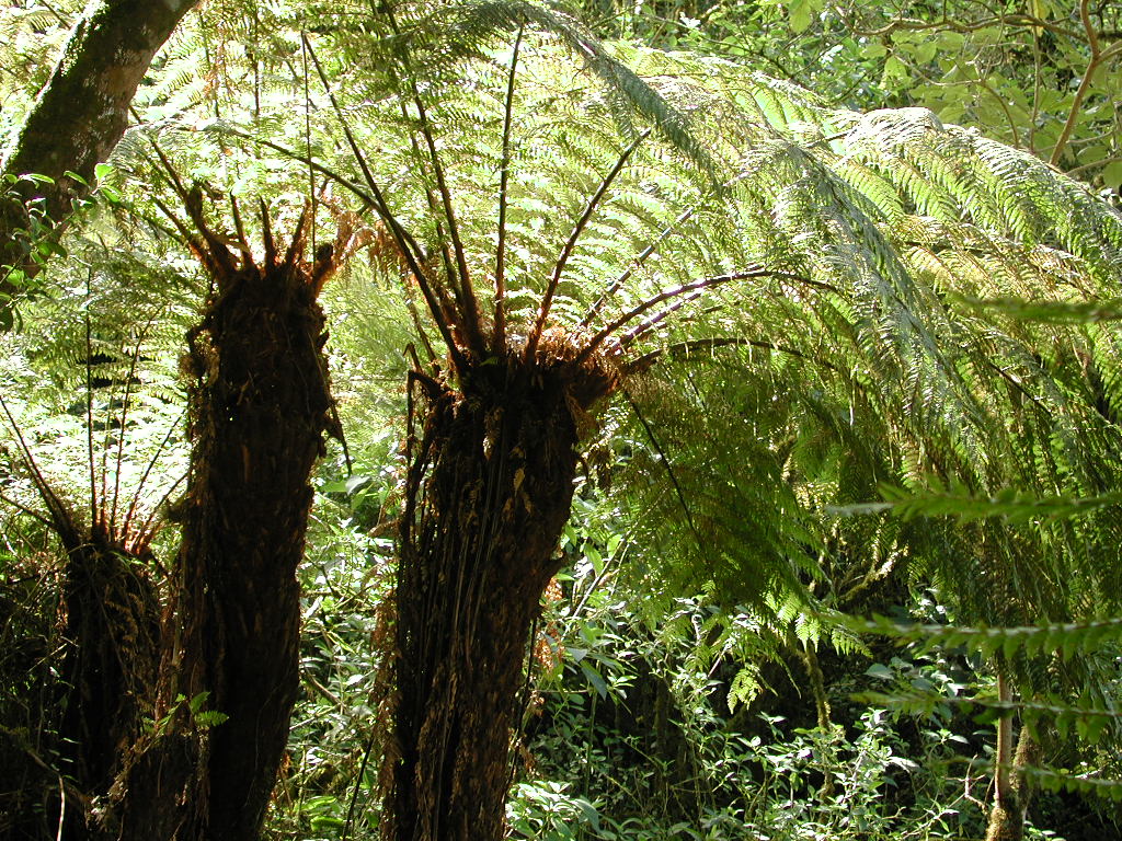 Dicksonia sellowiana