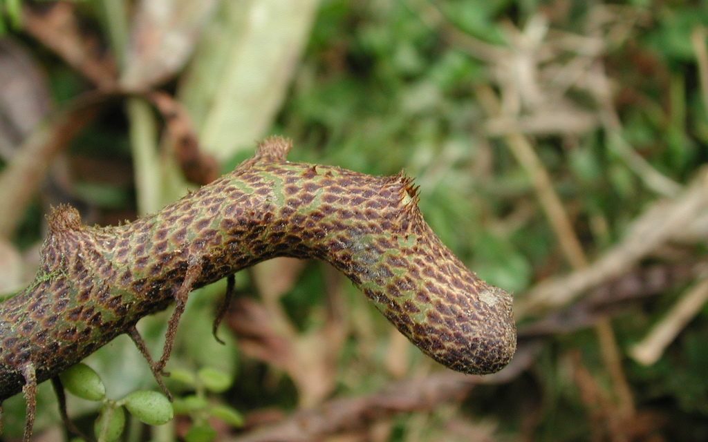 Niphidium anocarpos